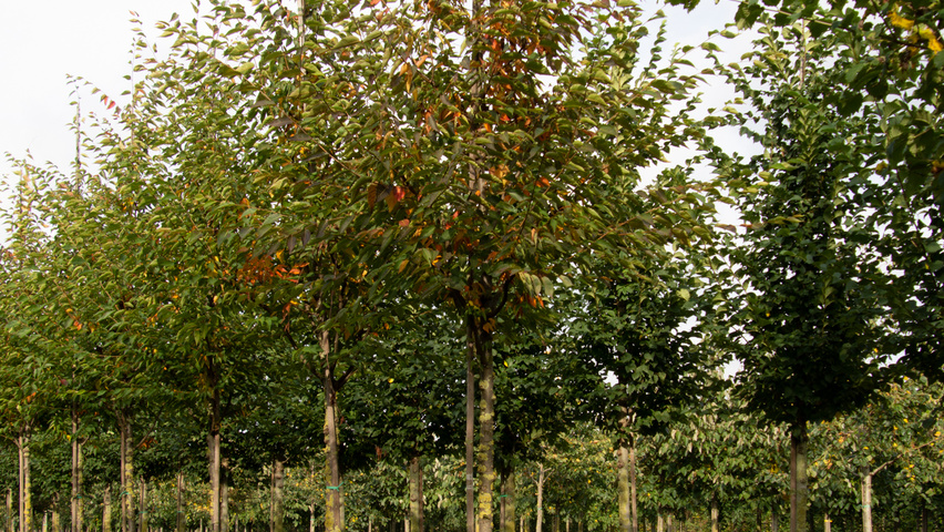 Zelkova serrata 'Flekova' hoogstam