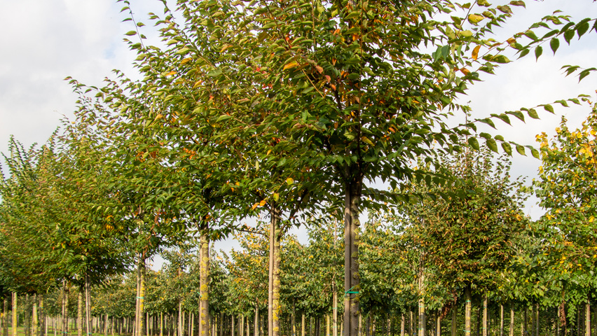 Zelkova serrata 'Flekova' hoogstam