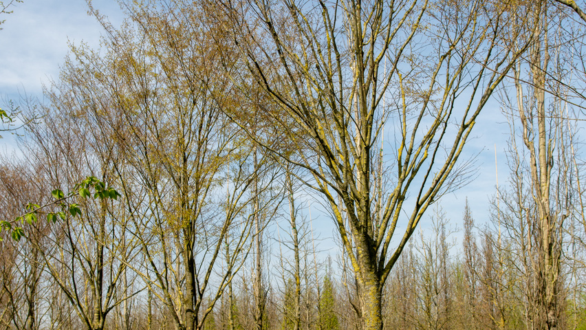 Zelkova serrata 'Flekova' hoogstam