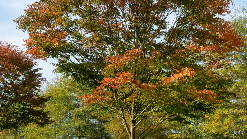 Zelkova serrata 'Flekova' hoogstam