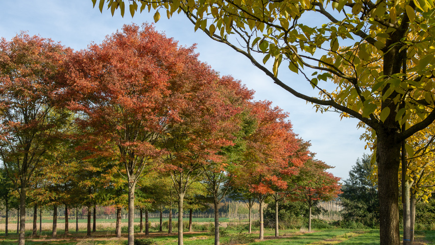 Zelkova serrata 'Flekova' hoogstam