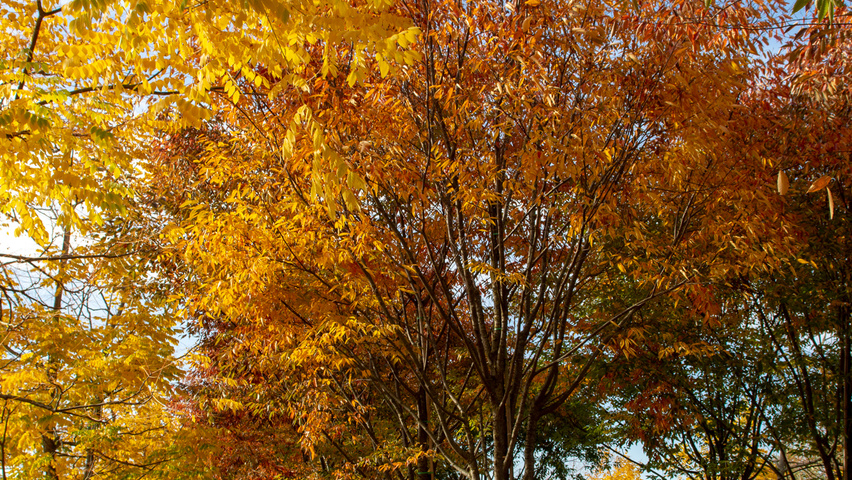 Zelkova serrata 'Flekova' hoogstam
