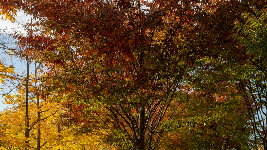 Zelkova serrata 'Flekova' hoogstam