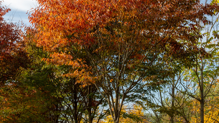 Zelkova serrata 'Flekova' hoogstam