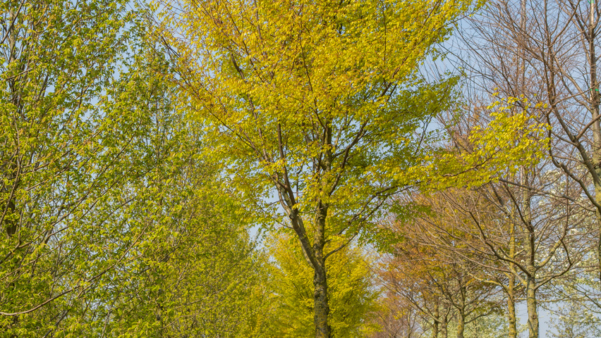 Zelkova serrata 'Flekova' hoogstam