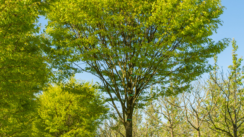 Zelkova serrata 'Flekova' hoogstam