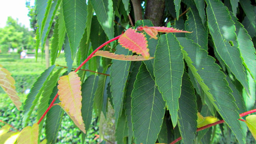 Zelkova serrata 'Flekova' blad