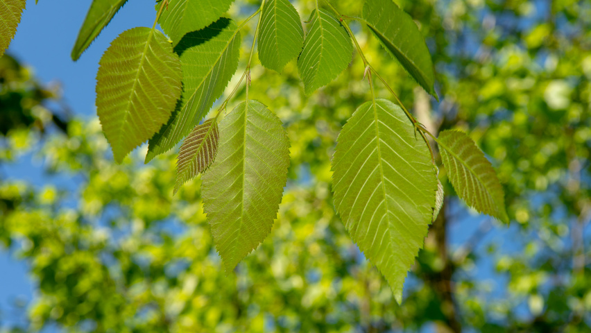 Zelkova serrata 'Flekova' blad