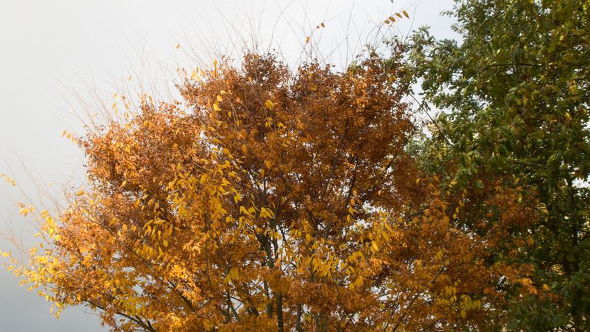 Zelkova serrata 'Flekova' meerstammig parasol