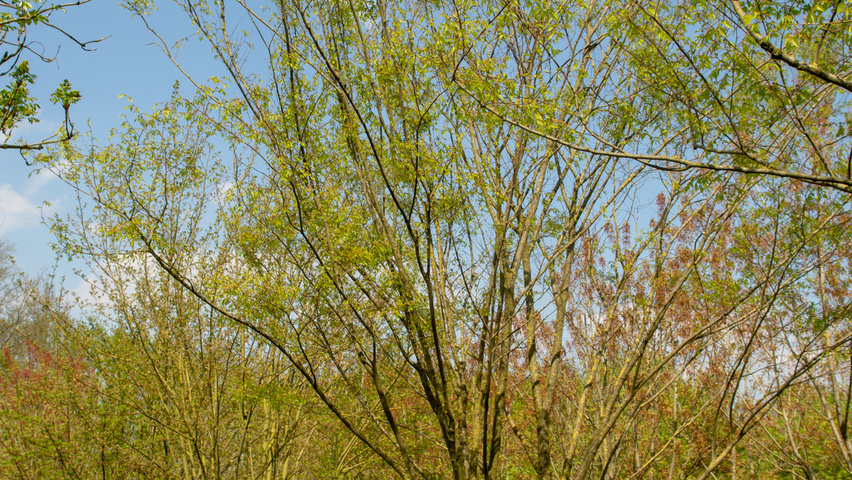 Zelkova serrata 'Flekova' meerstammig parasol