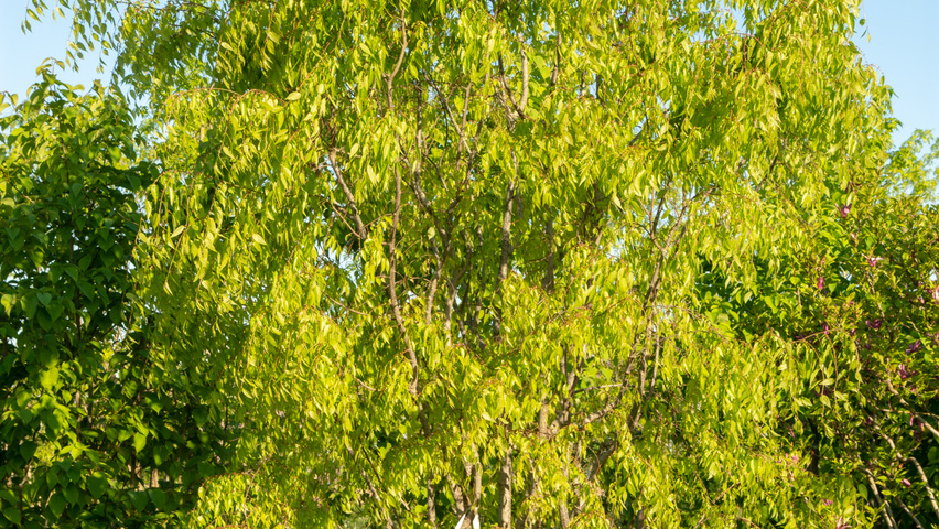 Zelkova serrata 'Flekova' meerstammig parasol