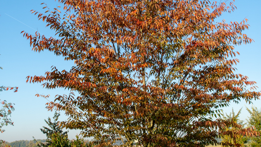 Zelkova serrata 'Flekova' meerstammig parasol
