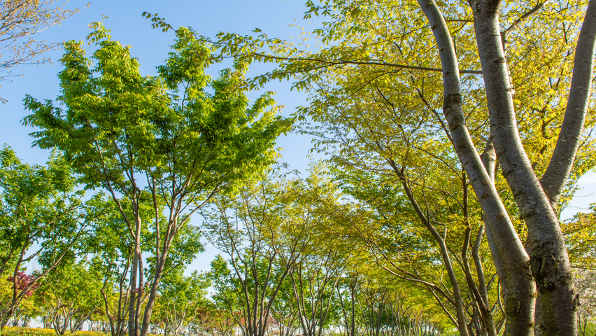 Zelkova serrata 'Flekova' meerstammig parasol