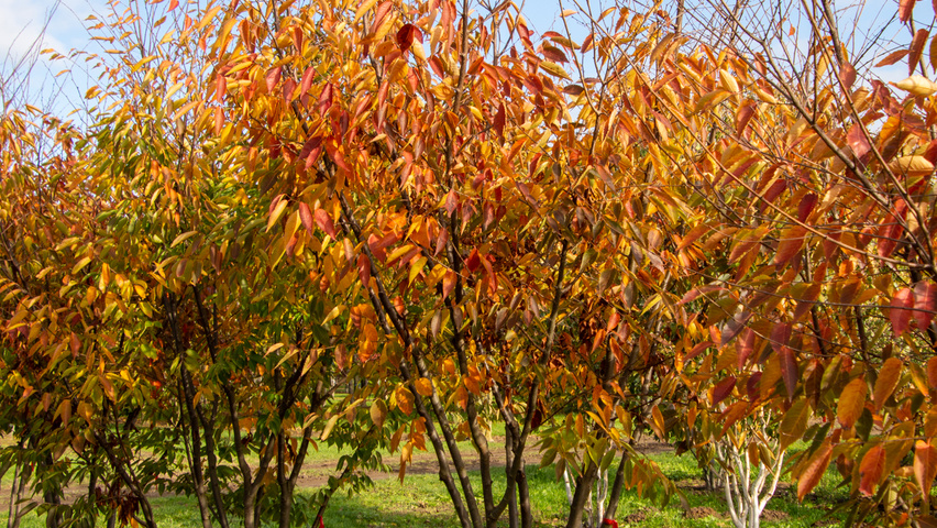 Zelkova serrata 'Flekova' meerstammig parasol