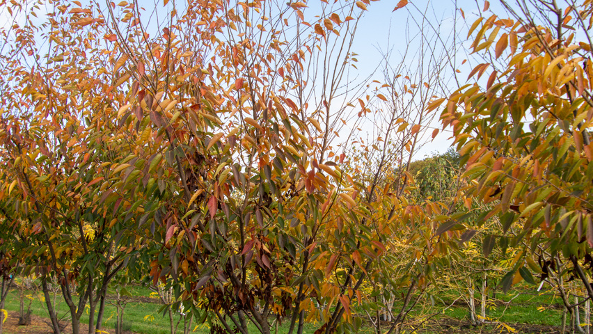 Zelkova serrata 'Flekova' meerstammig parasol