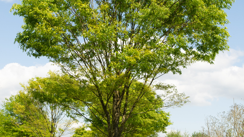 Zelkova serrata standard tree