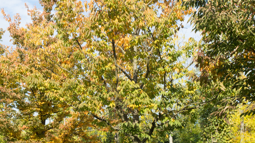 Zelkova serrata standard tree