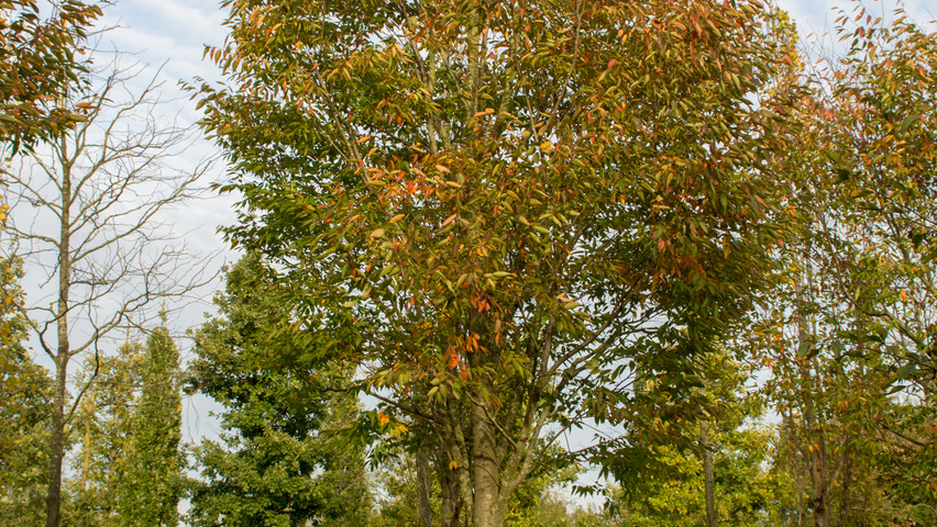 Zelkova serrata standard tree