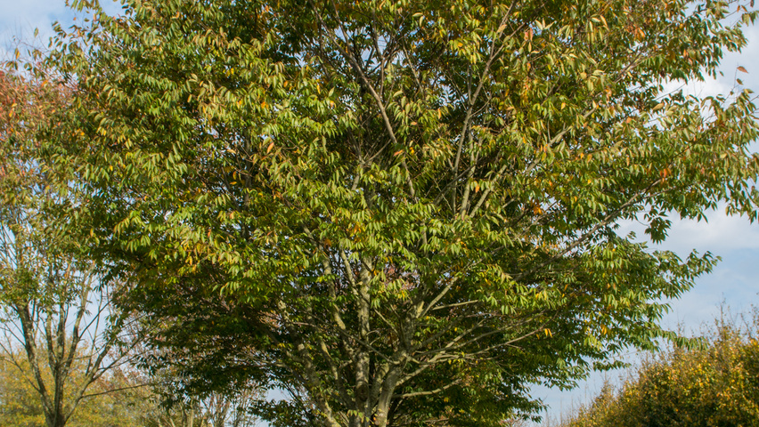 Zelkova serrata standard tree