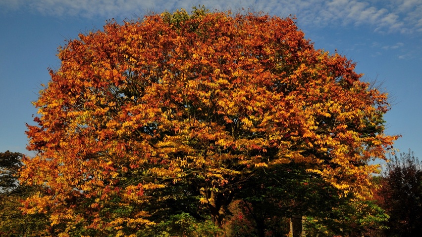 Zelkova serrata standard tree