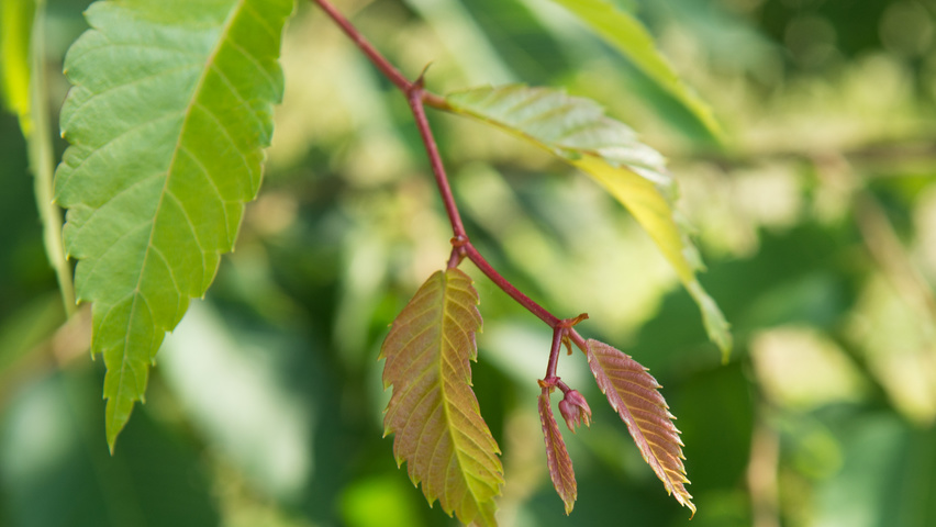 Zelkova serrata leaves