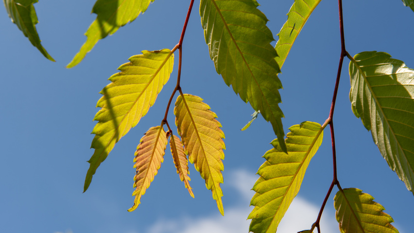 Zelkova serrata leaves
