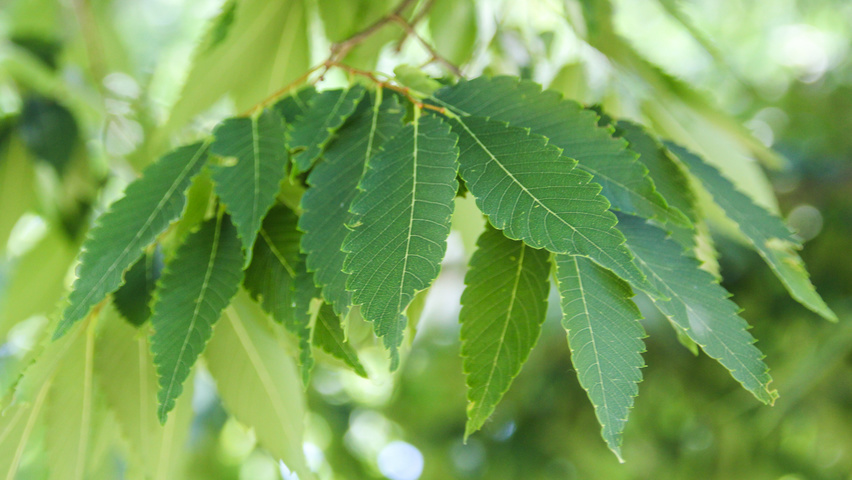 Zelkova serrata leaves