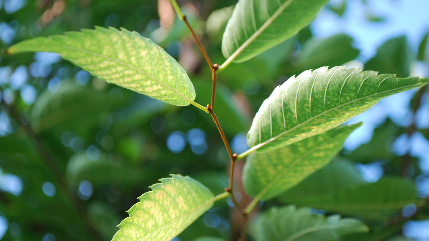 Zelkova serrata leaves