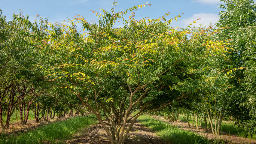 Zelkova serrata multi-stem
