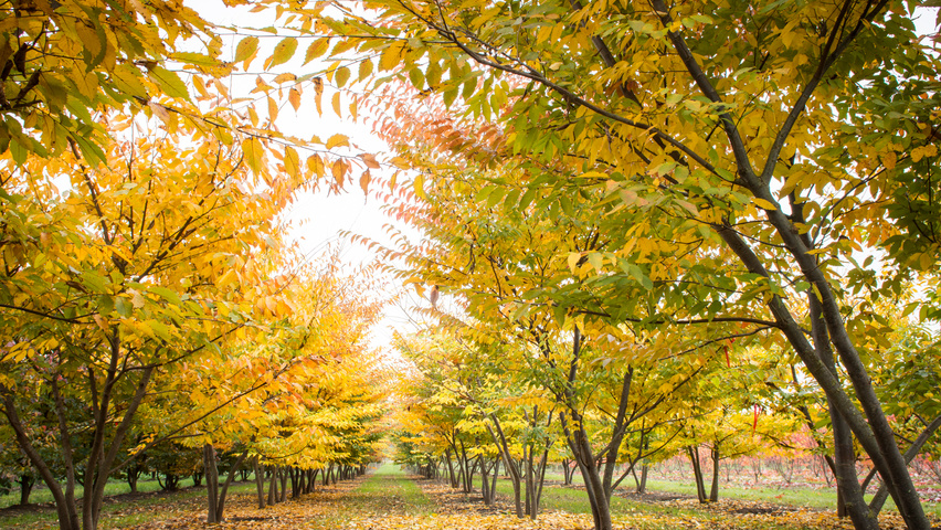 Zelkova serrata multi-stem