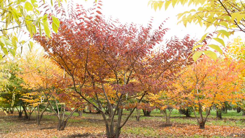 Zelkova serrata multi-stem