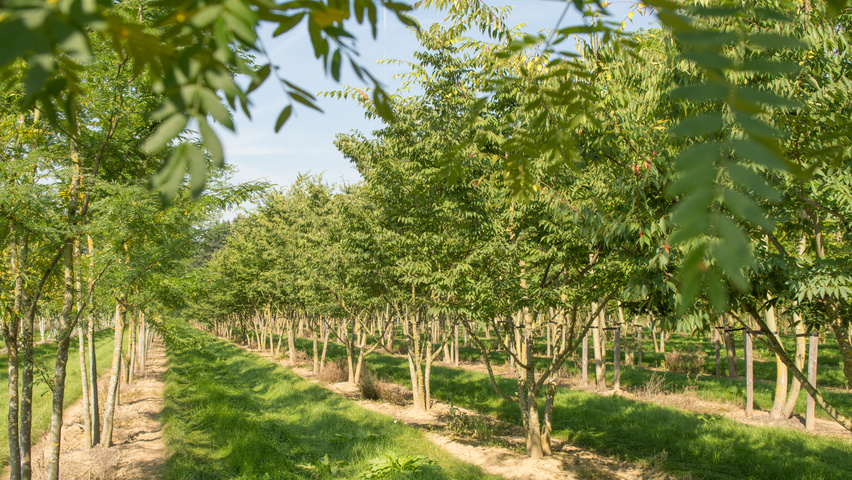 Zelkova serrata multi-stem