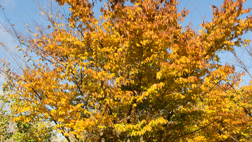 Zelkova serrata multi-stem umbrella