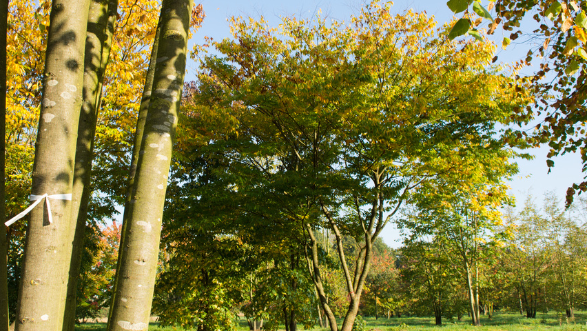 Zelkova serrata multi-stem umbrella