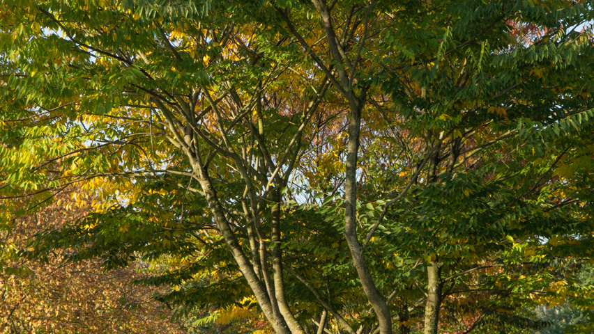 Zelkova serrata multi-stem umbrella