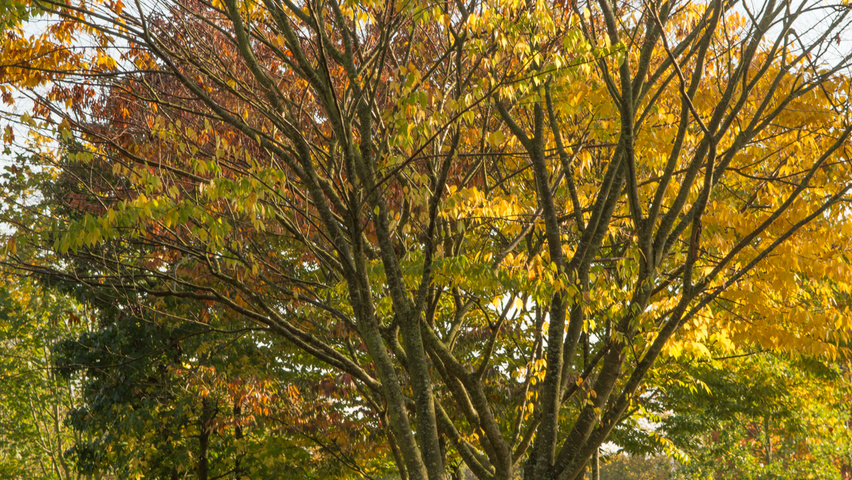 Zelkova serrata multi-stem umbrella
