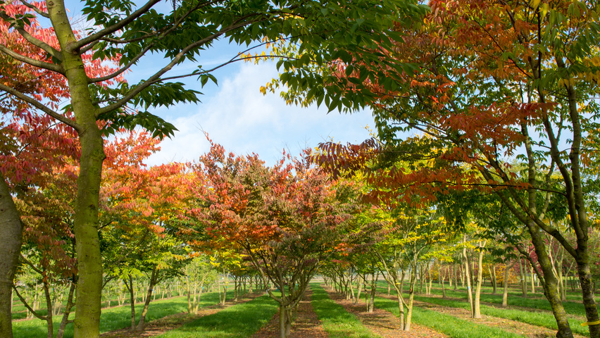 Zelkova serrata multi-stem umbrella