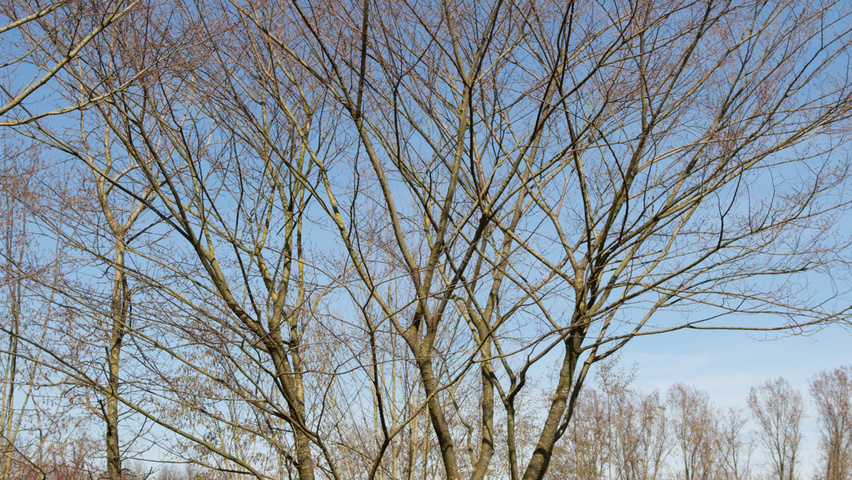 Zelkova serrata multi-stem umbrella