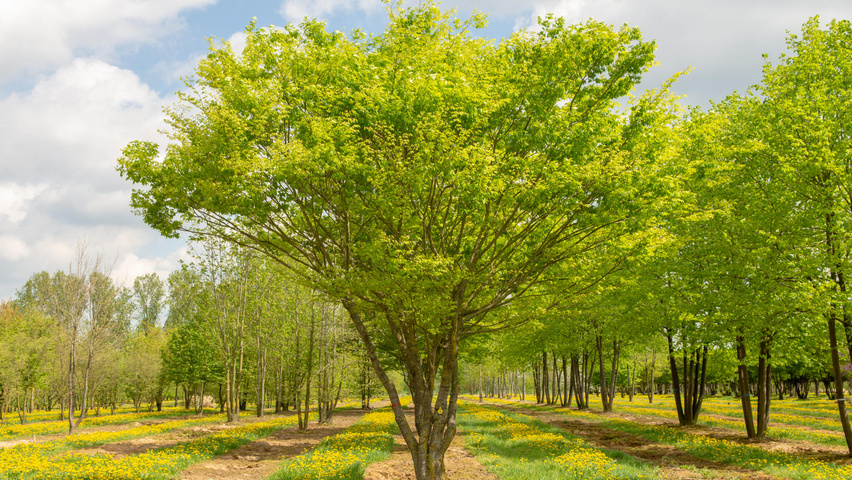 Zelkova serrata multi-stem umbrella