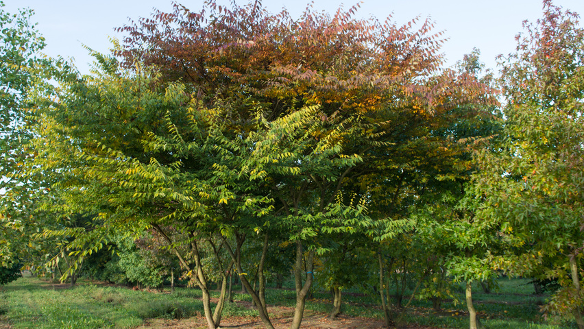 Zelkova serrata multi-stem umbrella
