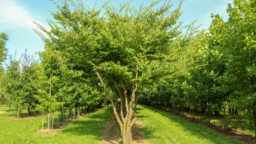 Zelkova serrata multi-stem umbrella