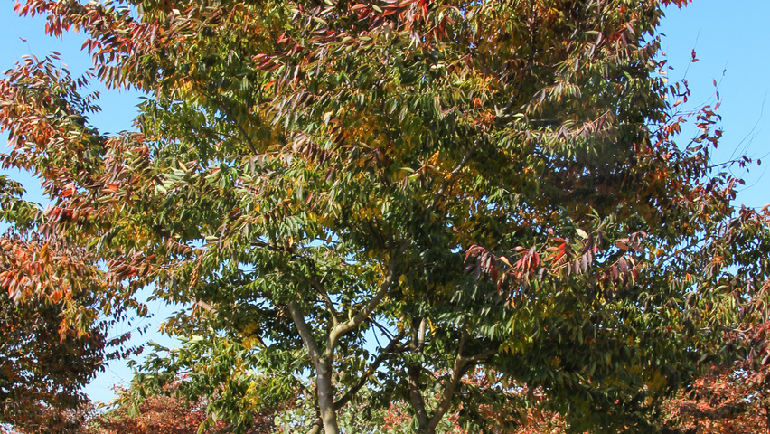 Zelkova serrata multi-stem umbrella