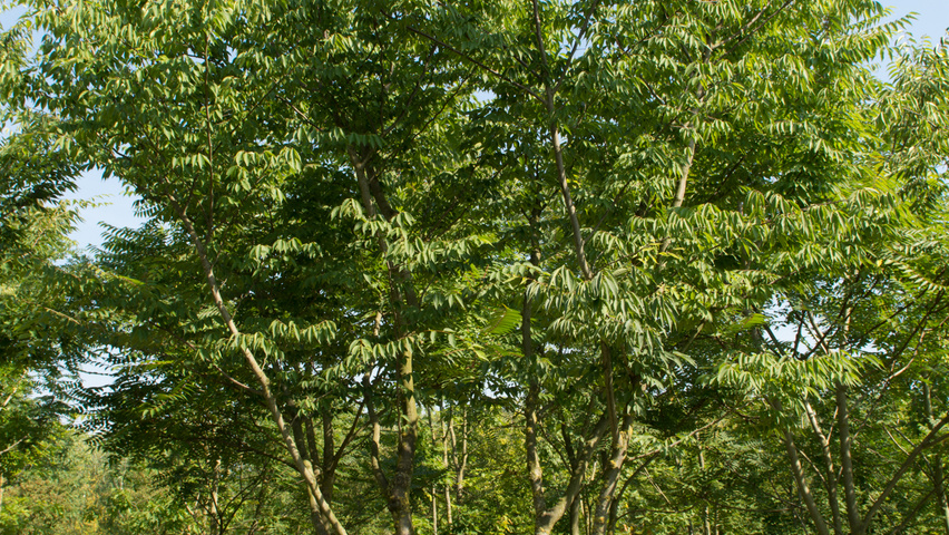 Zelkova serrata multi-stem umbrella
