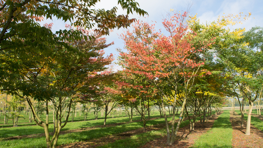 Zelkova serrata multi-stem umbrella