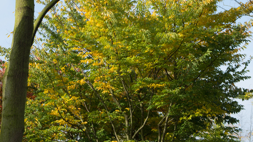 Zelkova serrata multi-stem umbrella