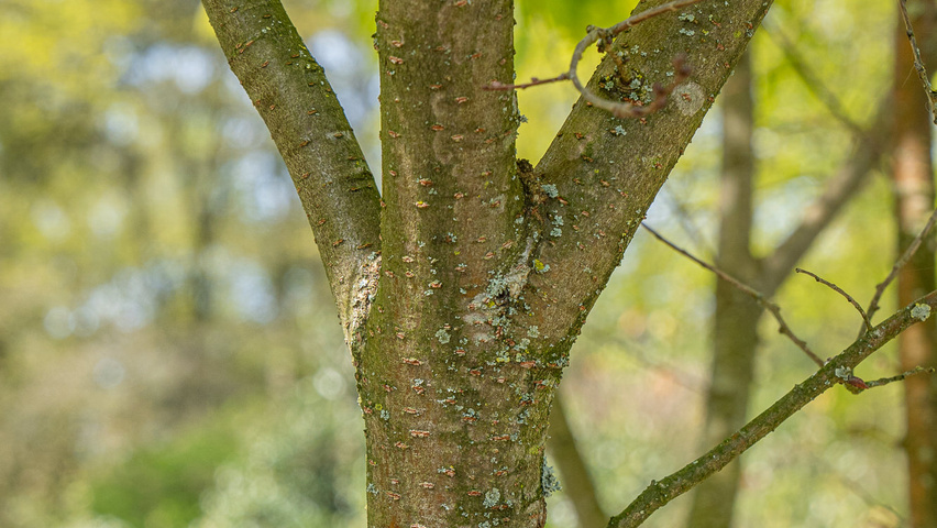 Zelkova serrata 'Ogon' bark
