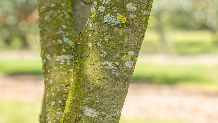Zelkova serrata 'Ogon' bark