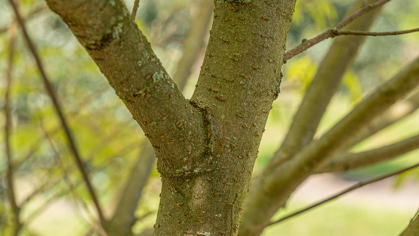 Zelkova serrata 'Ogon' bark