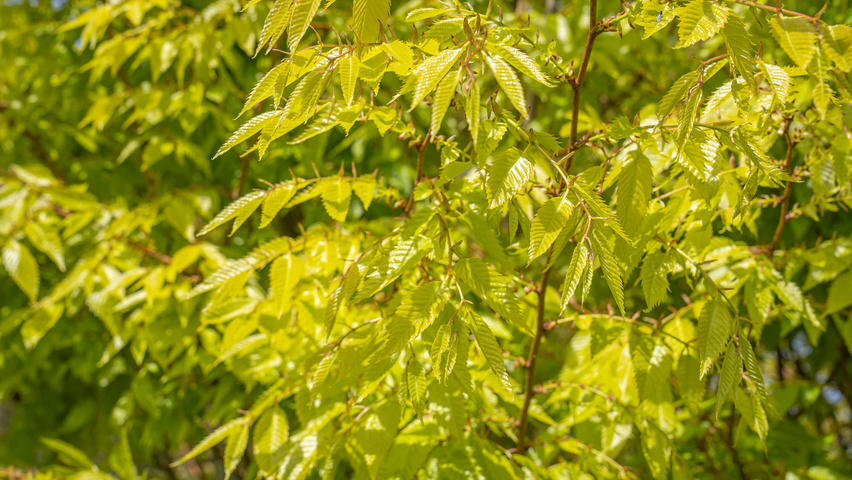 Zelkova serrata 'Ogon' leaves