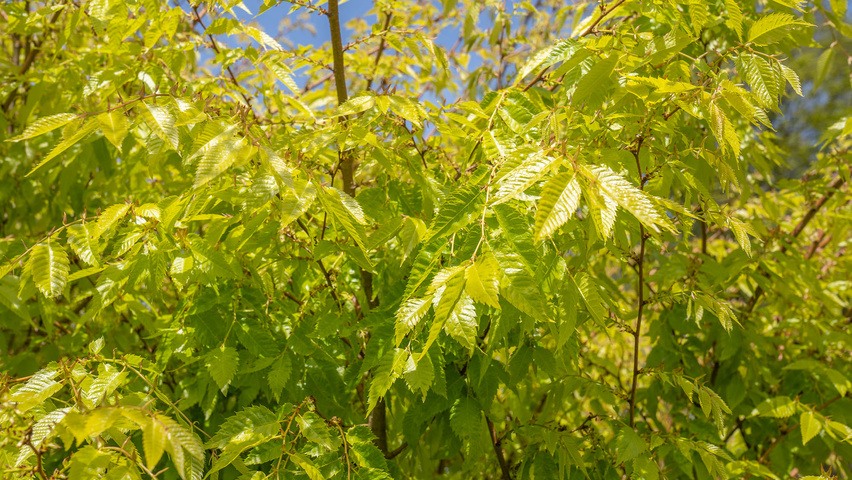 Zelkova serrata 'Ogon' leaves